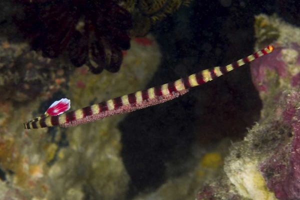 Indonesia, Papua Male pipefish with eggs